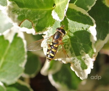 Eupeodes luniger, female, Leatherhead, Alan Prowse